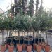 Olivovník európsky (Olea europaea)  - výška: 100-120 cm, kont. C5L – NA KMIENKU (-12°C)